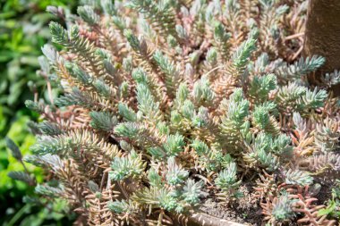 Sulu bahçeler, parlak ve yeşil çimen dokusu, doğal yeşil arka plan.