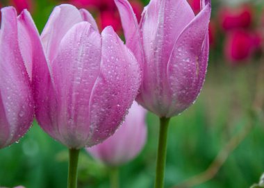 Bahçede üç canlı pembe lale, su damlaları, yağmurdan sonra tazelik, doğa konsepti, renkli bulanık arka plan.