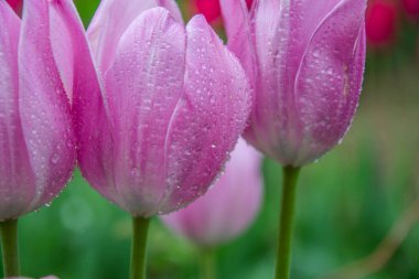 Bahçede üç canlı pembe lale, su damlaları, yağmurdan sonra tazelik, doğa konsepti, renkli bulanık arka plan.