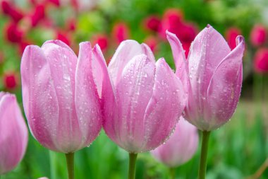 Bahçede üç canlı pembe lale, su damlaları, yağmurdan sonra tazelik, doğa konsepti, renkli bulanık arka plan.