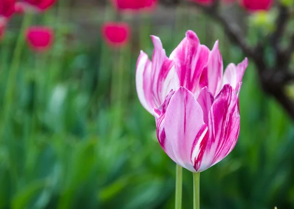Крупный План Красивый Розовый Цветок Тюльпан Саду Концепция Природы Избирательный — стоковое фото