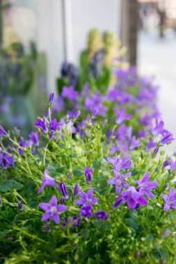 Çiçekçinin rafındaki saksı çiçekleri, campanula americana çiçekleri, ya da bahçe ve dekorasyon için menekşe çanları, çiçek arkaplanı.