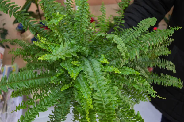 Nephrolepis exaltata - Kılıç eğreltiotu - çiçek dükkanında, serada büyük yeşil eğrelti otu yaprakları. Tropik orman bitkisi