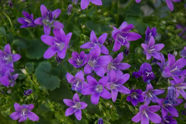 Çiçekçinin rafındaki saksı çiçekleri, campanula americana çiçekleri, ya da bahçe ve dekorasyon için menekşe çanları, çiçek arkaplanı.