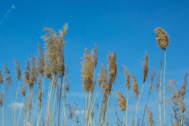 Mavi gökyüzü arka planında bir grup kozmopolit sazlık, Bulgaristan yolunda phragmites australis. Uzun saplar