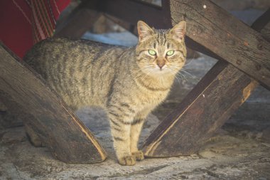 Masanın altında saklanan sevimli kedi, sevimli kedi, hayvan temalı.