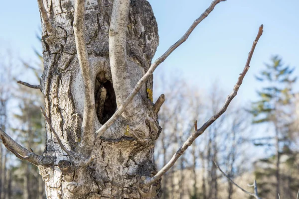 Close-up of tree\'s bark with a hole inside, empty birds nest inside, nature concept