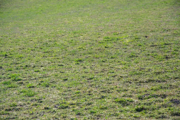 Green Grass Meadow Natural Field Background — Stock Photo, Image