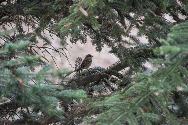 Beautiful Sparrow Sitting Evergreen Tree Branch Wildlife Scene Natural Habitat — стоковое фото