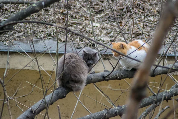 Dos Gatos Sentados Una Rama Árbol Aire Libre Animales Callejeros — Foto de Stock