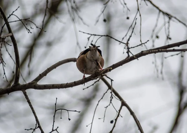 Piękny Hawkin Siedzący Gałązce Drzewa Coccothraustes Coccothraustes Ptak Przyrodzie Scena — Zdjęcie stockowe