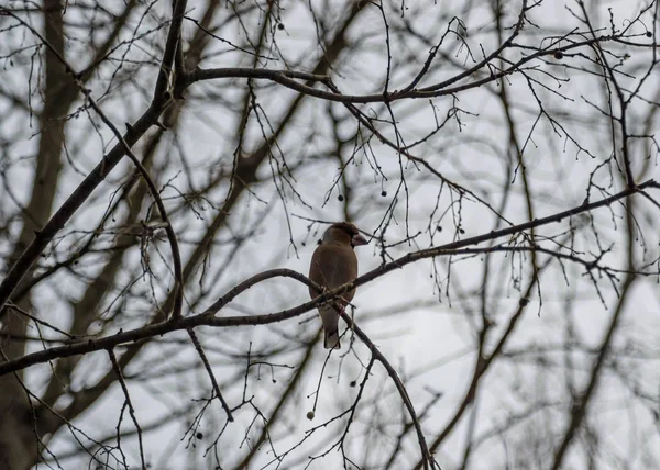 Piękny Hawkin Siedzący Gałązce Drzewa Coccothraustes Coccothraustes Ptak Przyrodzie Scena — Zdjęcie stockowe