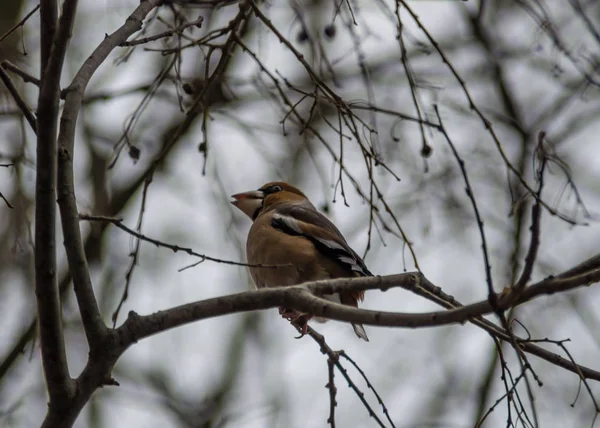 Hermoso Halcón Sentado Ramita Del Árbol Coccothraustes Coccothraustes Bird Nature — Foto de Stock