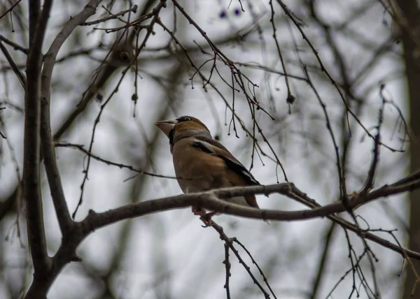 Schöner Gimpel Sitzt Auf Einem Zweig Coccothraustes Coccothraustes Vogel Der — Stockfoto