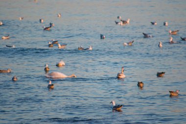 Sudaki kuğular ve martılar, gün batımı zamanı, renkli sular, suda yüzen kuğular, suda yüzen kuğular.