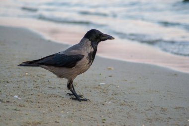 Kapüşonlu tek karga Corvus Cornix ya da kapüşonlu kuş sahilde yürüyor. Avrasya siyah ve gri kuşu kumların üzerinde oynuyor