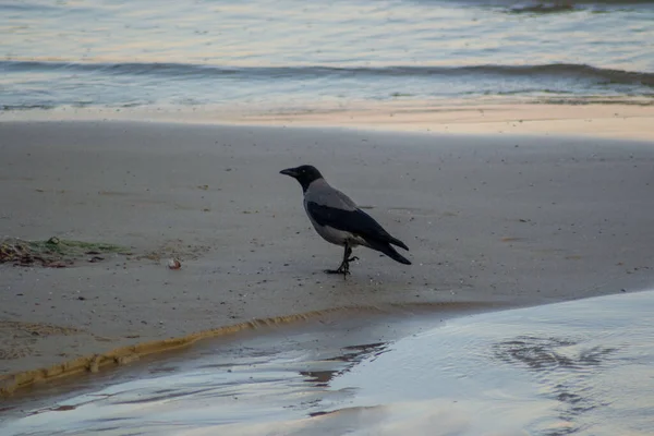 Einzeltaubenkrähe Corvus Cornix Oder Kapuzenvogel Beim Spazierengehen Strand Eurasischer Schwarzer — Stockfoto