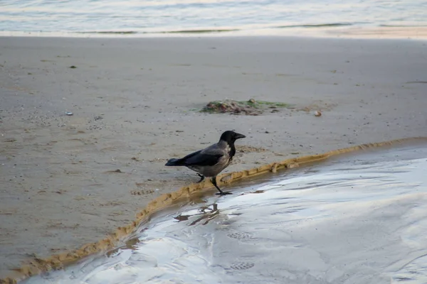 Single Hooded Crow Corvus Cornix Hoodie Bird Walking Beach Eurasian — Stock Photo, Image