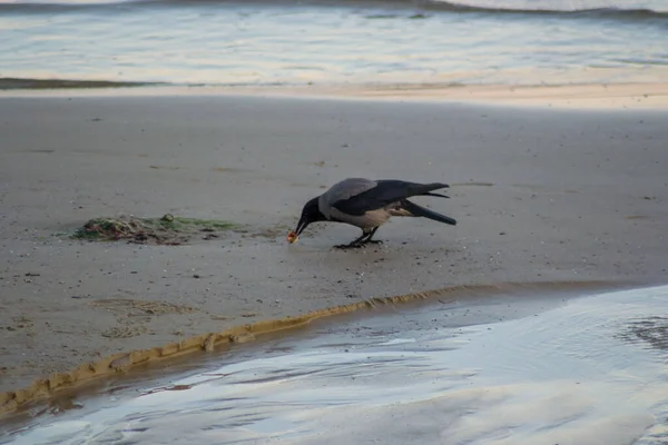 Одинокая Ворона Капюшоне Corvus Cornix Птица Капюшоне Идущая Пляжу Чёрно — стоковое фото
