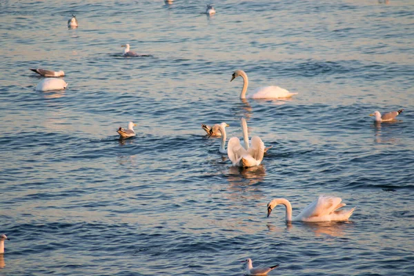 Лебеди Группа Чаек Воде Время Захода Солнца Красочные Воды Водная — стоковое фото