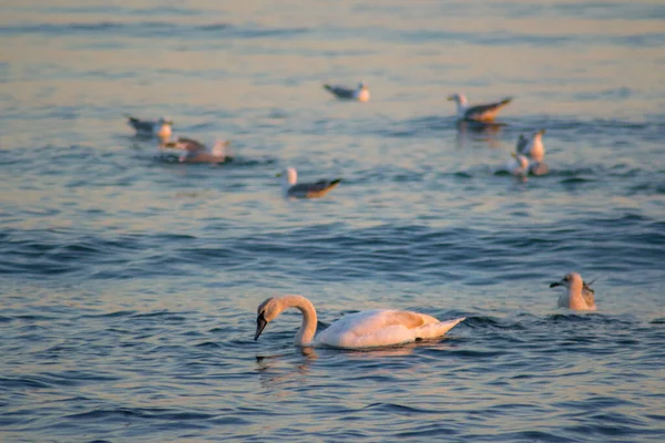 Лебеди Группа Чаек Воде Время Захода Солнца Красочные Воды Водная — стоковое фото