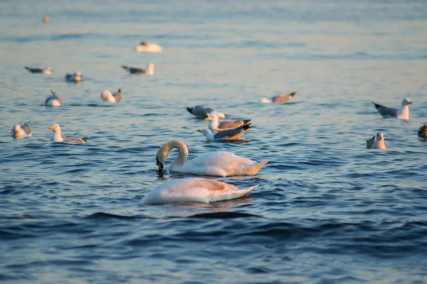 Лебеди Группа Чаек Воде Время Захода Солнца Красочные Воды Водная — стоковое фото