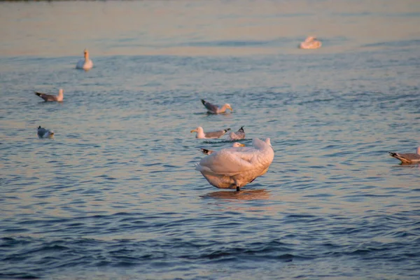 Лебеди Группа Чаек Воде Время Захода Солнца Красочные Воды Водная — стоковое фото