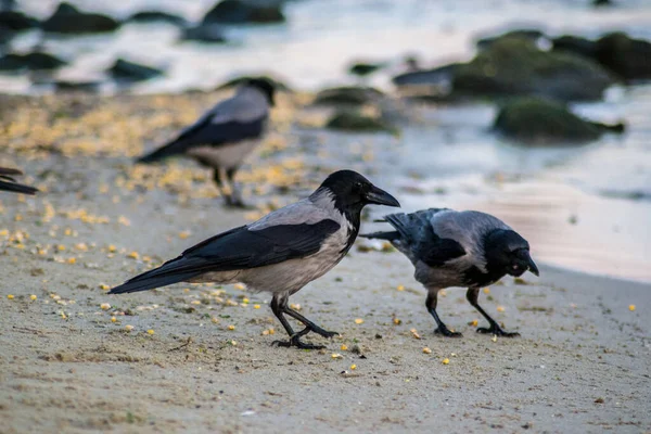 Coppia Corvo Incappucciato Corvus Cornix Uccello Felpa Passeggiando Sulla Spiaggia — Foto Stock