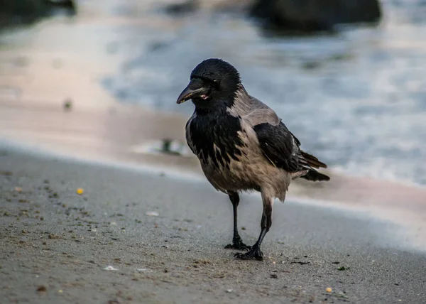 Corneille Capuche Corvus Cornix Oiseau Capuche Marchant Sur Plage Eurasie — Photo