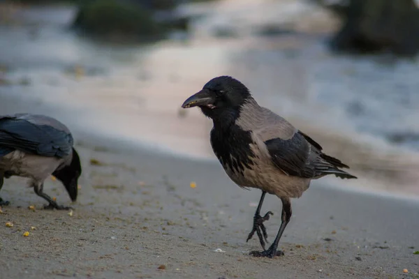 Några Huva Kråka Corvus Cornix Eller Luvtröja Fågel Promenader Stranden — Stockfoto