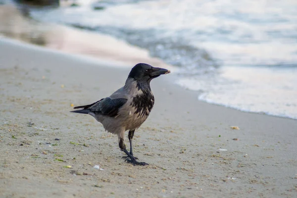 Einzeltaubenkrähe Corvus Cornix Oder Kapuzenvogel Beim Spazierengehen Strand Eurasischer Schwarzer — Stockfoto
