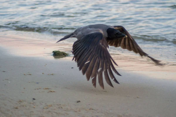 Vliegende Vogel Kraai Met Kap Corvus Cornix Hoodie Het Water — Stockfoto