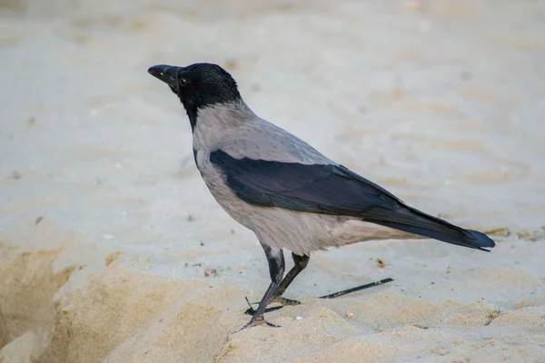 Jediná Vrána Kapucí Corvus Cornix Nebo Pták Kapucí Kráčející Pláži — Stock fotografie