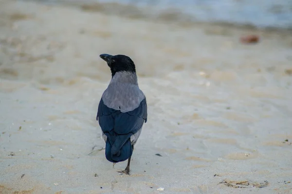 Jediná Vrána Kapucí Corvus Cornix Nebo Pták Kapucí Kráčející Pláži — Stock fotografie