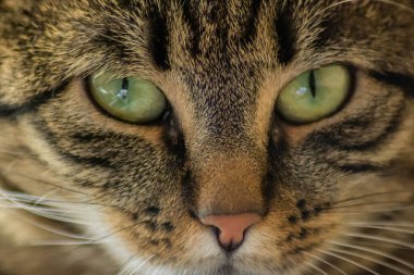Uykulu evcil kedinin yakın plan portresi, güzel yeşil gözler, tüylü arkadaş