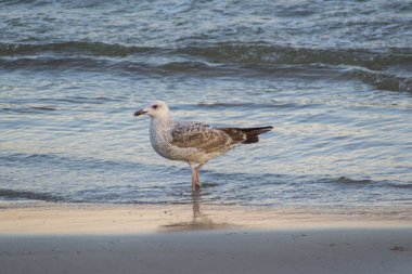 Kumsalda genç ve güzel martılar, gün batımı ve renkli sular, kumsalda yürüyen kuşlar, kıyıya vuran deniz dalgaları.