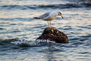 Denizde bir uçurumda oturan meraklı martı, denizde dalgalar, kumsalda kuş, açık havada.