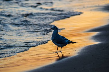 Kumsalda genç ve güzel martılar, gün batımı ve renkli sular, kumsalda yürüyen kuşlar, kıyıya vuran deniz dalgaları.