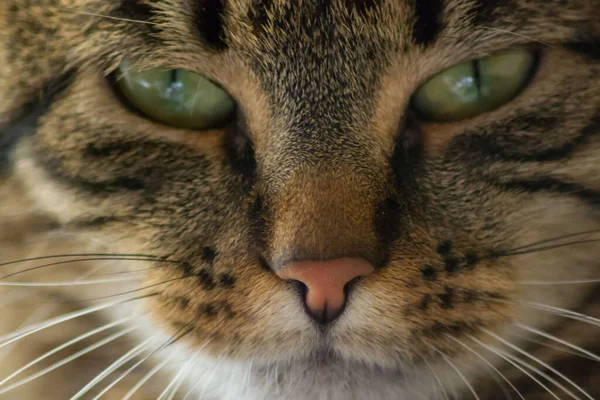 Close-up portrait of sleepy domestic cat, beautiful green eyes, furry friend