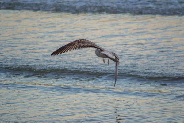 美丽的海鸥在飞翔 鸟儿在海面上飞翔 水鸟在飞翔 — 图库照片