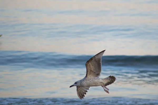 Прекрасная Чайка Полете Птицы Над Морем Водоплавающие Птицы — стоковое фото