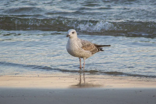 Hermosa Gaviota Joven Playa Puesta Sol Aguas Coloridas Pájaro Caminando — Foto de Stock