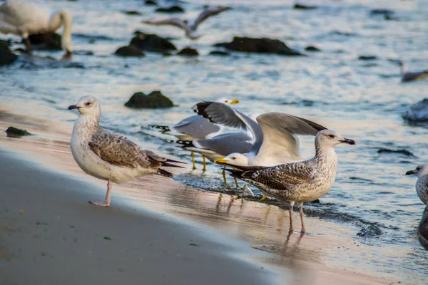 Grupo Gaviotas Glarus Caminando Por Playa Olas Golpeando Orilla Aire — Foto de Stock