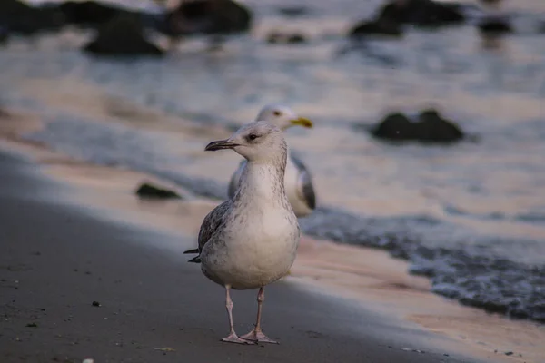 Group Seagulls Glarus Walking Beach Waves Hitting Shore Outdoors — Stock Photo, Image