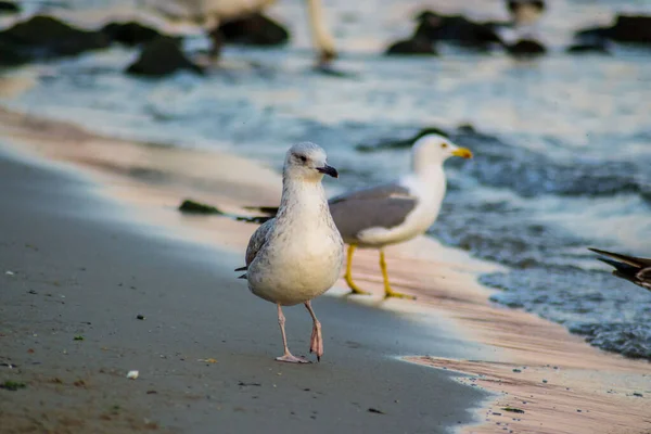 Grupo Gaviotas Glarus Caminando Por Playa Olas Golpeando Orilla Aire — Foto de Stock