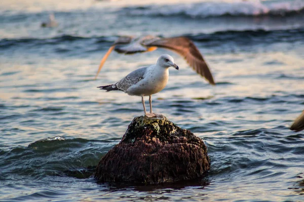 Любопытная Чайка Сидит Скале Море Волны Море Птица Пляже Открытом — стоковое фото
