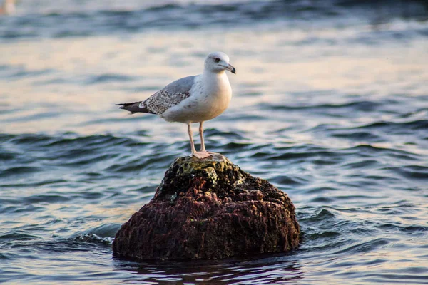 Gaviota Curiosa Sentada Acantilado Mar Olas Mar Pájaro Playa Aire — Foto de Stock