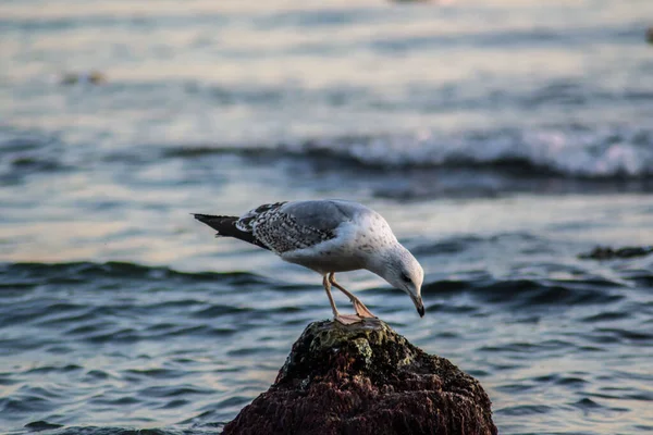 Gaviota Curiosa Sentada Acantilado Mar Olas Mar Pájaro Playa Aire —  Fotos de Stock