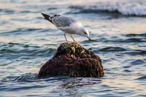 Любопытная Чайка Сидит Скале Море Волны Море Птица Пляже Открытом — стоковое фото