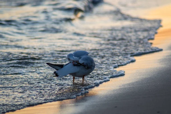 Hermosa Gaviota Joven Playa Puesta Sol Aguas Coloridas Pájaro Caminando — Foto de Stock